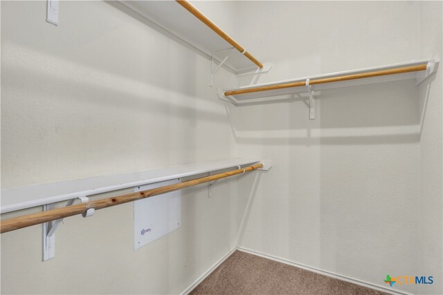 spacious closet featuring carpet floors