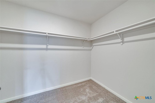 walk in closet featuring carpet flooring