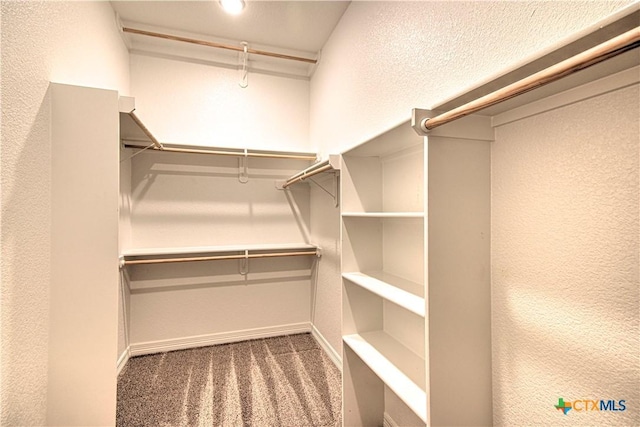 walk in closet featuring carpet floors