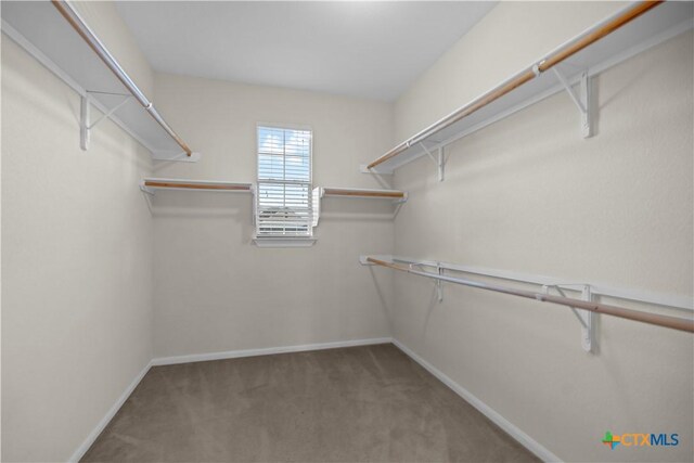 spacious closet featuring carpet