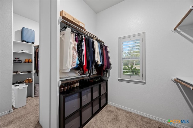 spacious closet featuring carpet flooring