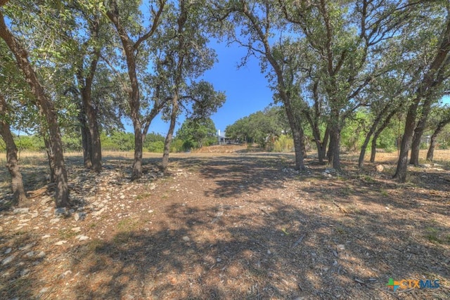 view of local wilderness