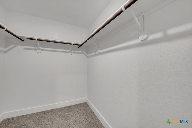 spacious closet featuring carpet flooring