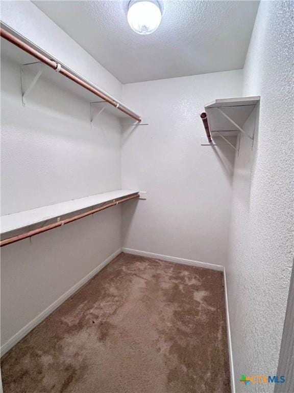 walk in closet featuring carpet floors