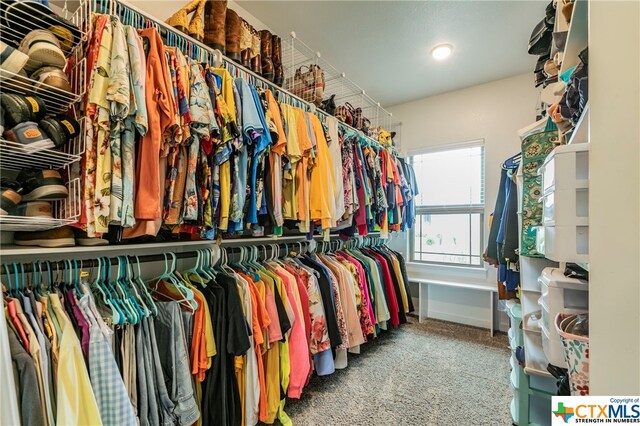 walk in closet featuring carpet floors