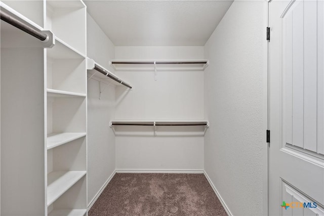 walk in closet featuring carpet floors