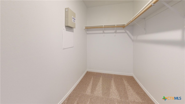 walk in closet featuring carpet floors