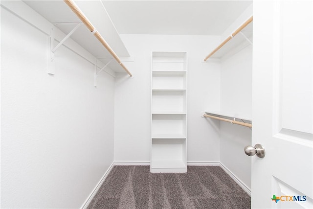 walk in closet featuring carpet flooring