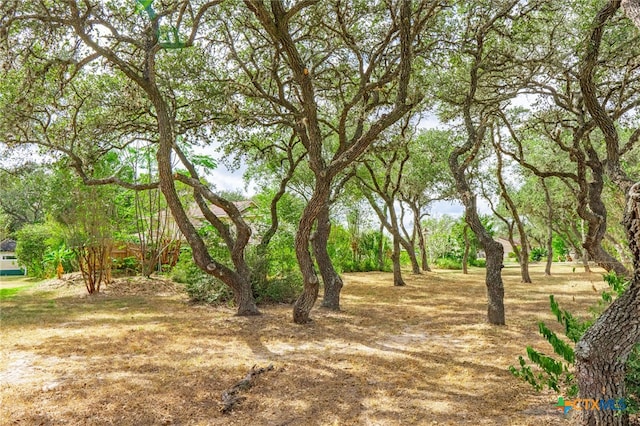 view of local wilderness