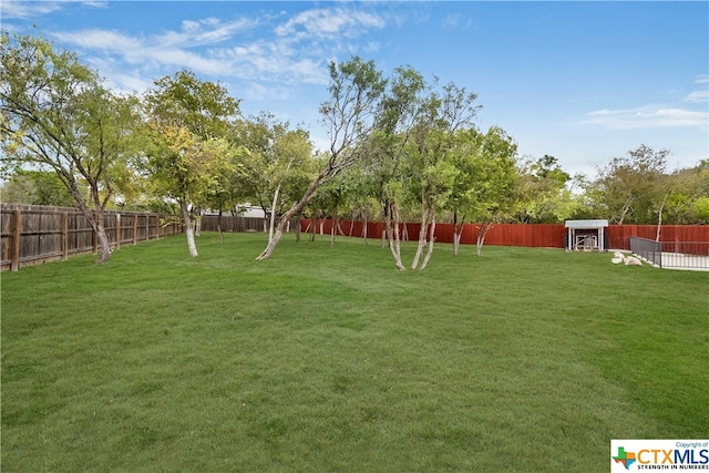 12312 White Birch St, San Antonio, TX 78245 - view of yard