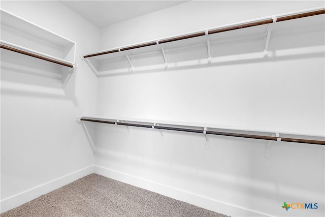 walk in closet featuring carpet flooring