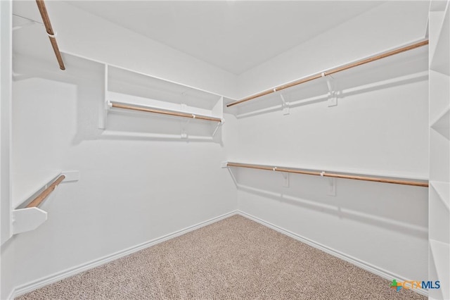 walk in closet featuring carpet flooring