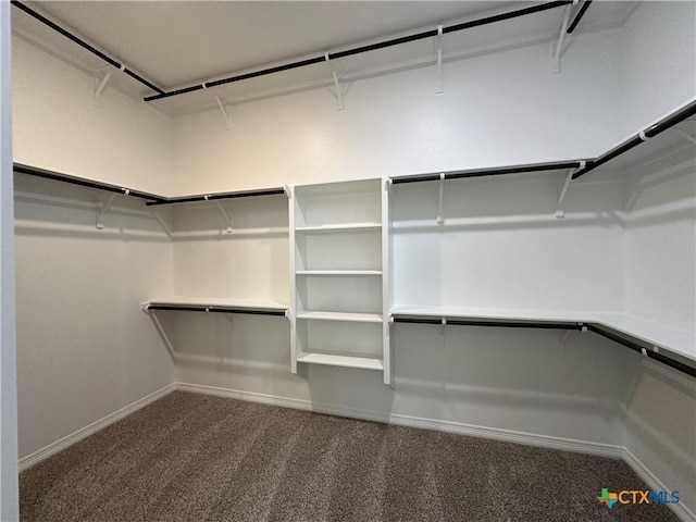 spacious closet featuring carpet flooring