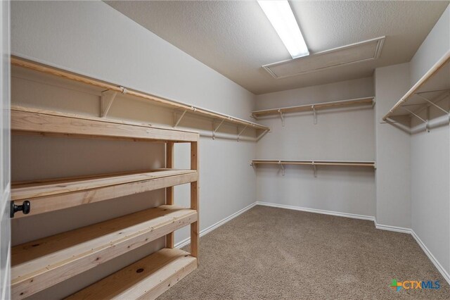 3903 Scenic Trail Dr, Harker Heights, TX 76548 - walk in closet with attic access and carpet flooring
