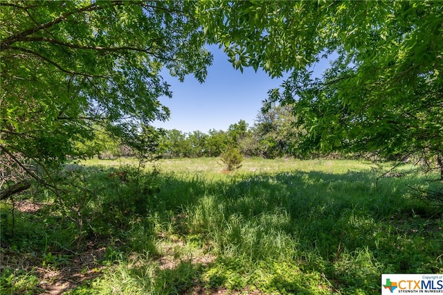 view of local wilderness