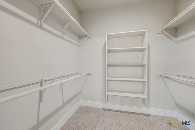 spacious closet featuring carpet