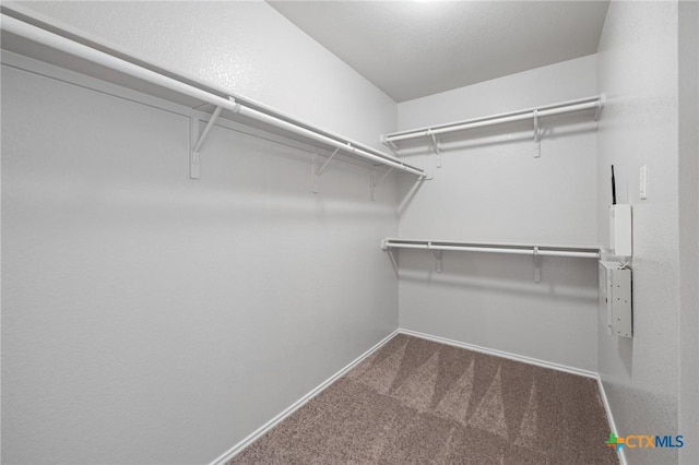 spacious closet featuring carpet