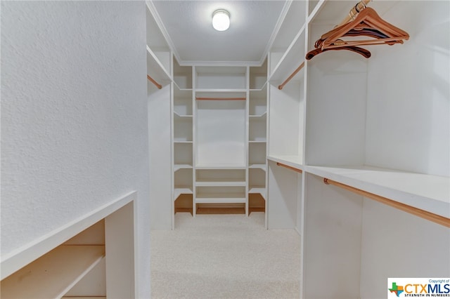 spacious closet featuring carpet floors