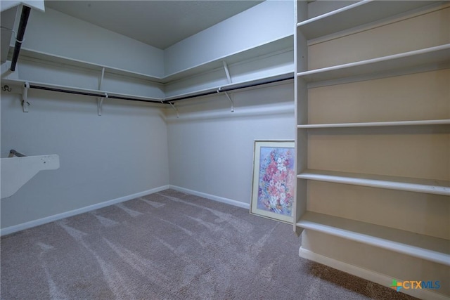 walk in closet featuring carpet floors