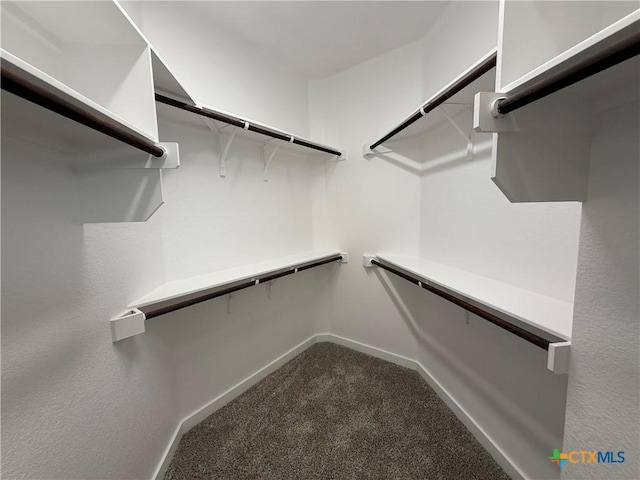 spacious closet featuring carpet flooring