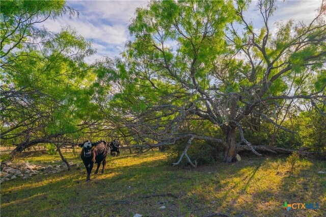 2455 County Road 2699, Lometa, TX 76853 - photo 33