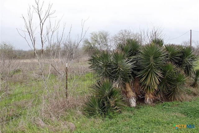 view of local wilderness