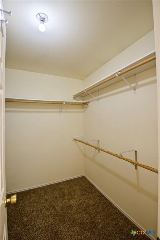 walk in closet featuring carpet flooring