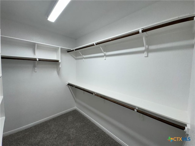 walk in closet featuring carpet floors