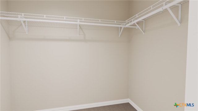 spacious closet featuring carpet