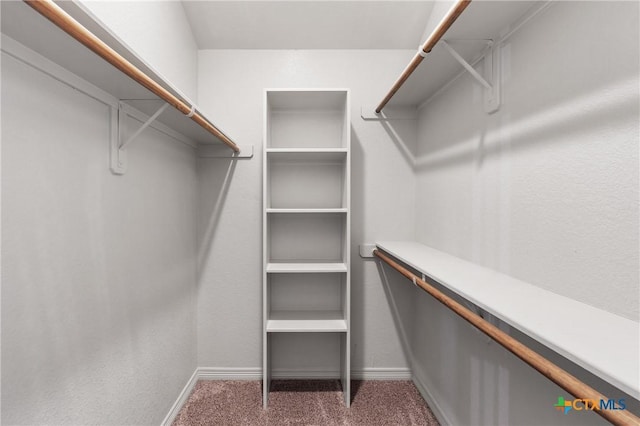 walk in closet with carpet flooring