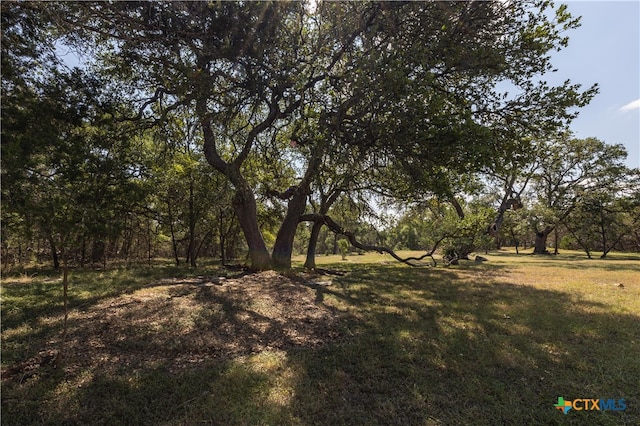 view of local wilderness