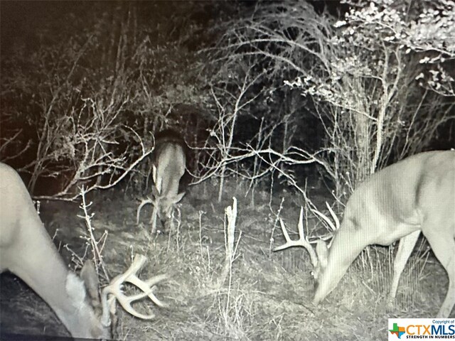 13004 Fm 3353, Kingsbury, TX 78638 - photo 2