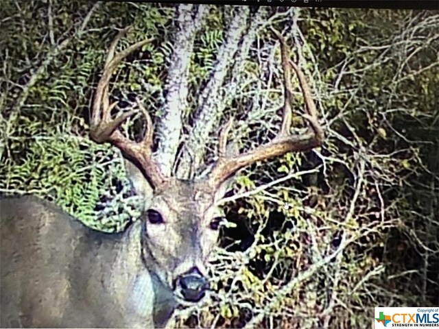 13004 Fm 3353, Kingsbury, TX 78638 - photo 3