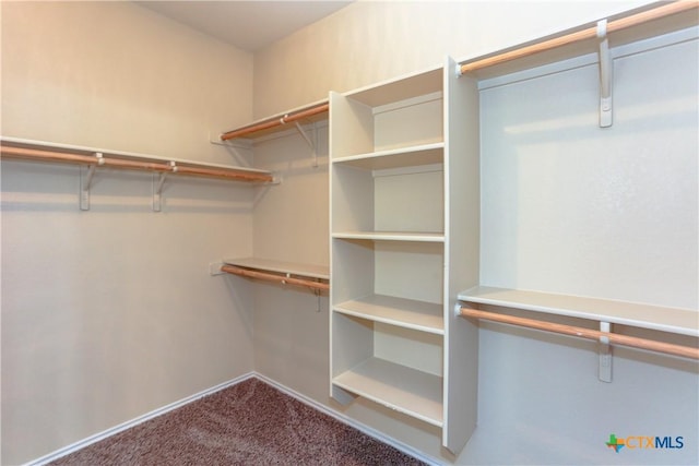 spacious closet featuring carpet