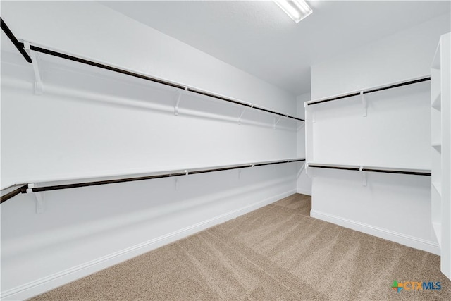 walk in closet with carpet floors