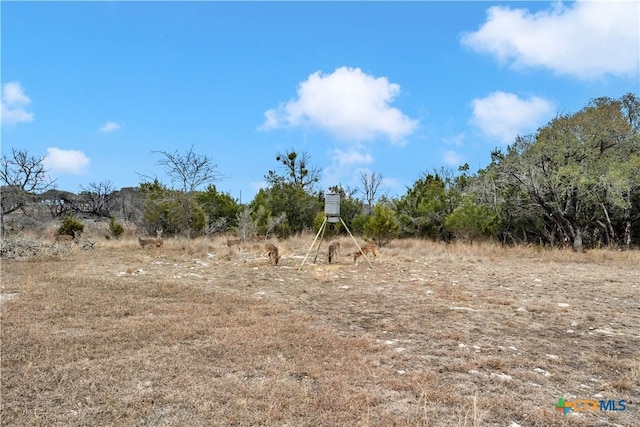 view of local wilderness