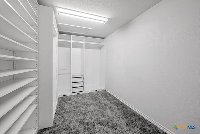 walk in closet featuring carpet floors