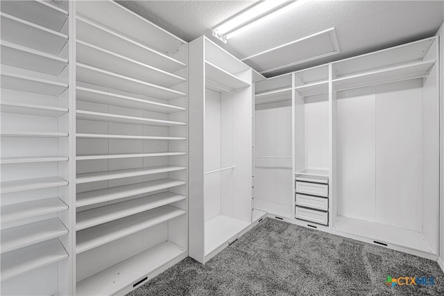 walk in closet with carpet flooring