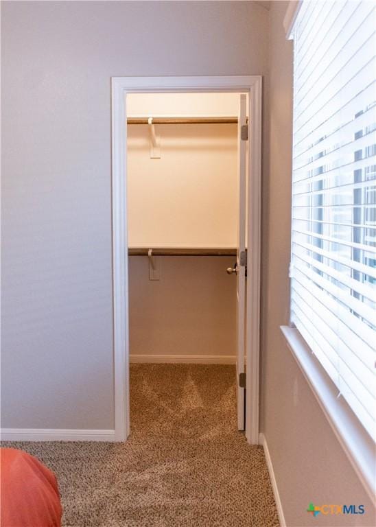 walk in closet featuring carpet flooring
