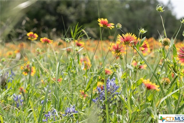 12283 Crows Ranch Rd, Salado, TX 76571 - photo 4
