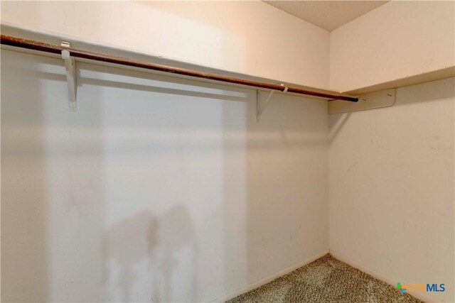 walk in closet with carpet floors