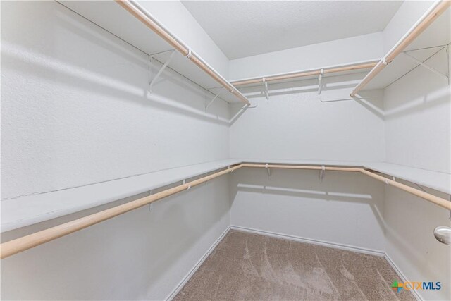 walk in closet with carpet floors