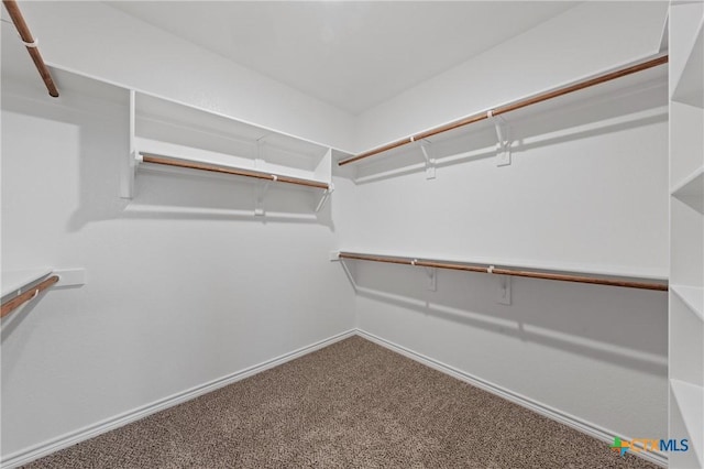 7310 Caladium Dr, Temple, TX 76502 - walk in closet featuring carpet floors
