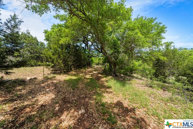 view of local wilderness