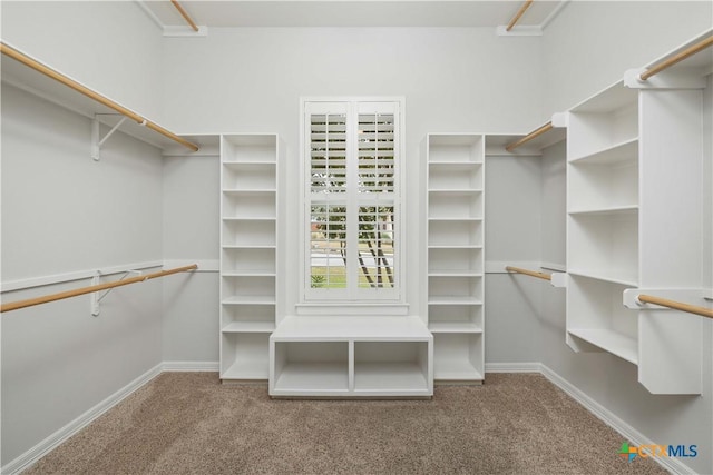 walk in closet featuring carpet flooring