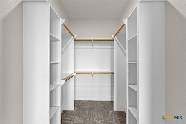 spacious closet featuring carpet