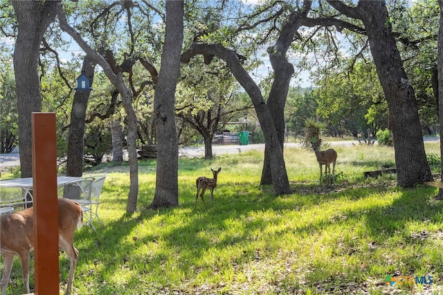 1400 Willow Dr, Canyon Lake, TX 78133 - view of green lawn