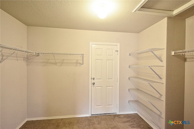 spacious closet featuring carpet flooring