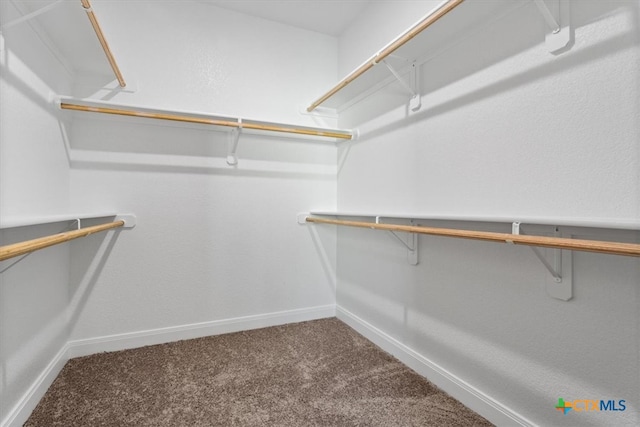 walk in closet featuring carpet floors