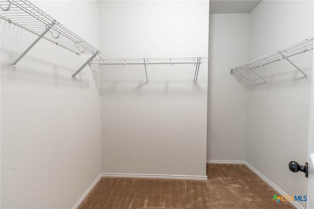 walk in closet with carpet floors